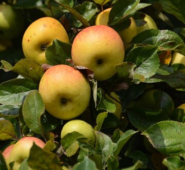 Der Apfel- und Birnenmarkt steht unter Preisdruck.
