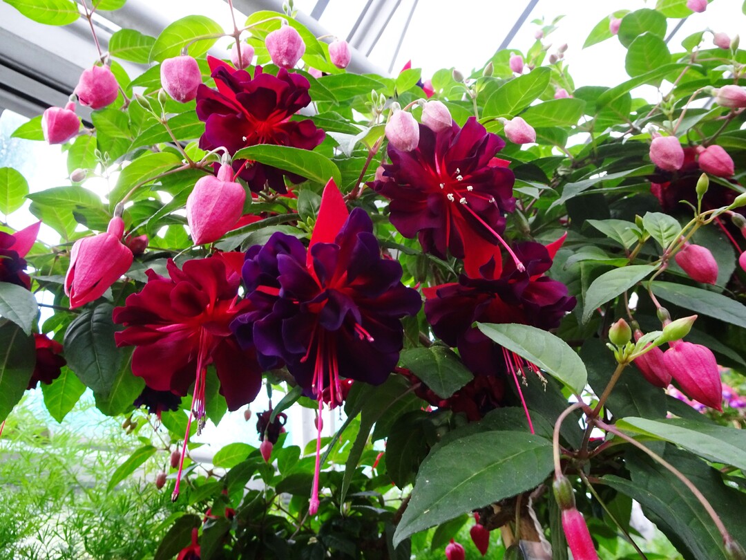 Ein besonderer Star ist die Sorte "Royal Velvet" mit sehr großen, dicht gefüllten, tiefroten bis blau violetten Blüten