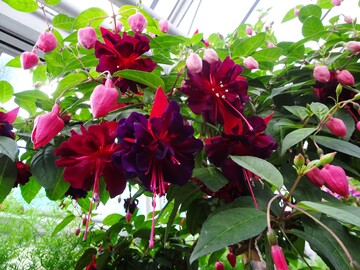 Ein besonderer Star ist die Sorte "Royal Velvet" mit sehr groen, dicht gefllten, tiefroten bis blau violetten Blten