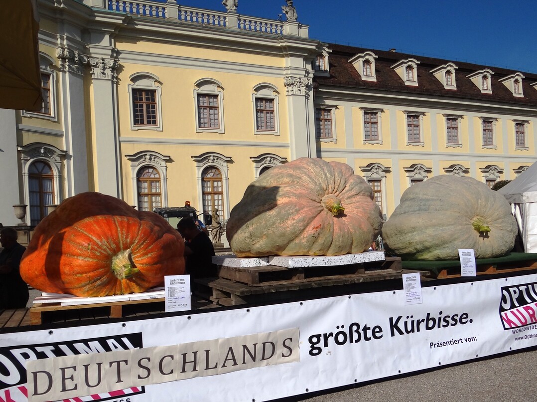 Die drei schwersten Kürbisse 2018 können vor der Kulisse des Ludwigsburger Schlosses bis zum Ende der Kürbisschau am 4. November 2018 bestaunt werden (v.l.: 3.Preis: 621 kg, 1.Preis: 795 kg, 2.Preis: 727 kg)