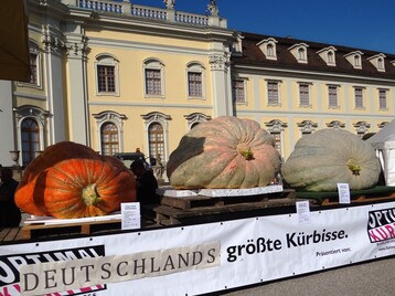 Die drei schwersten Krbisse 2018 knnen vor der Kulisse des Ludwigsburger Schlosses bis zum Ende der Krbisschau am 4. November 2018 bestaunt werden (v.l.: 3.Preis: 621 kg, 1.Preis: 795 kg, 2.Preis: 727 kg)
