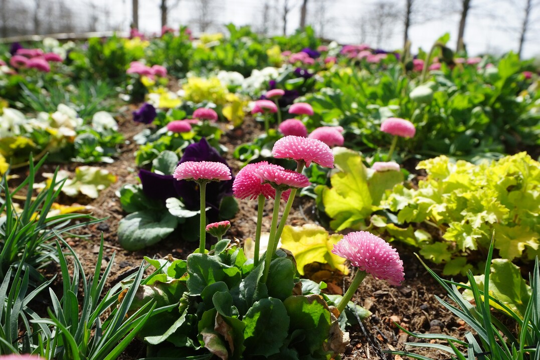 Ausstellungsbeiträge, inspirierende Schaugärten und Gartenattraktionen unter dem Motto "wächst-lebt-bewegt"