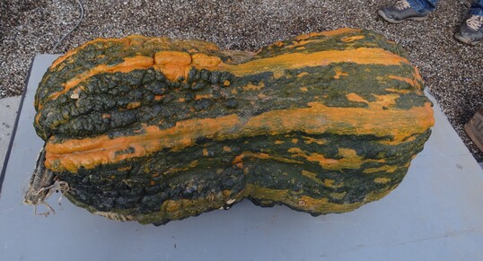 Diesen Riesen-Zucchino mit einem Gewicht von 49,8 kg brachte Martin Rudorfer nach Ludwigsburg