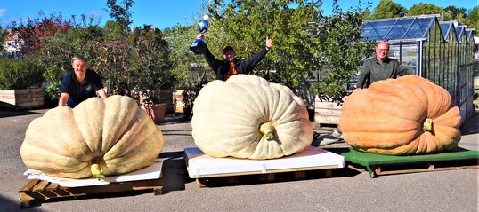 So wurden die drei schwersten Krbisse 2020 nach der Feststellung ihrer Gewichte prsentiert. (Siegerkrbis in der Mitte von Michael Asam, 720,5 kg, rechts Matthias Wrsching, 702,5 kg, links Elmar Hubertus, 617,5 kg. 