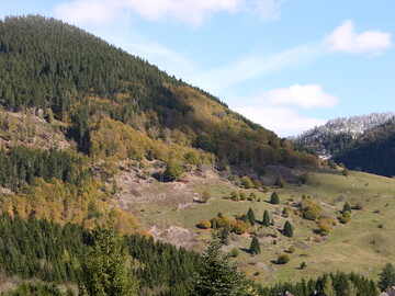Die anhaltende Drre der Jahre 2018 und 2019 fhrte in den Wldern Baden-Wrttembergs im Jahr 2019 zu einer dramatischen Waldschutzsituation