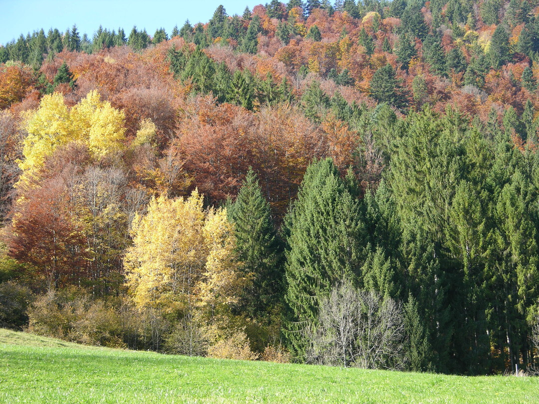 Der Zustand unserer Wälder hat sich insgesamt weiter verbessert. Baden-Württemberg setzt auf klimastabile Mischwälder.