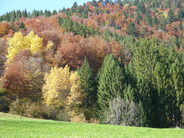 Der Zustand unserer Wlder hat sich insgesamt weiter verbessert. Baden-Wrttemberg setzt auf klimastabile Mischwlder.
