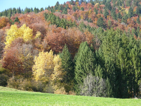 Der Zustand unserer Wlder hat sich insgesamt weiter verbessert. Baden-Wrttemberg setzt auf klimastabile Mischwlder.