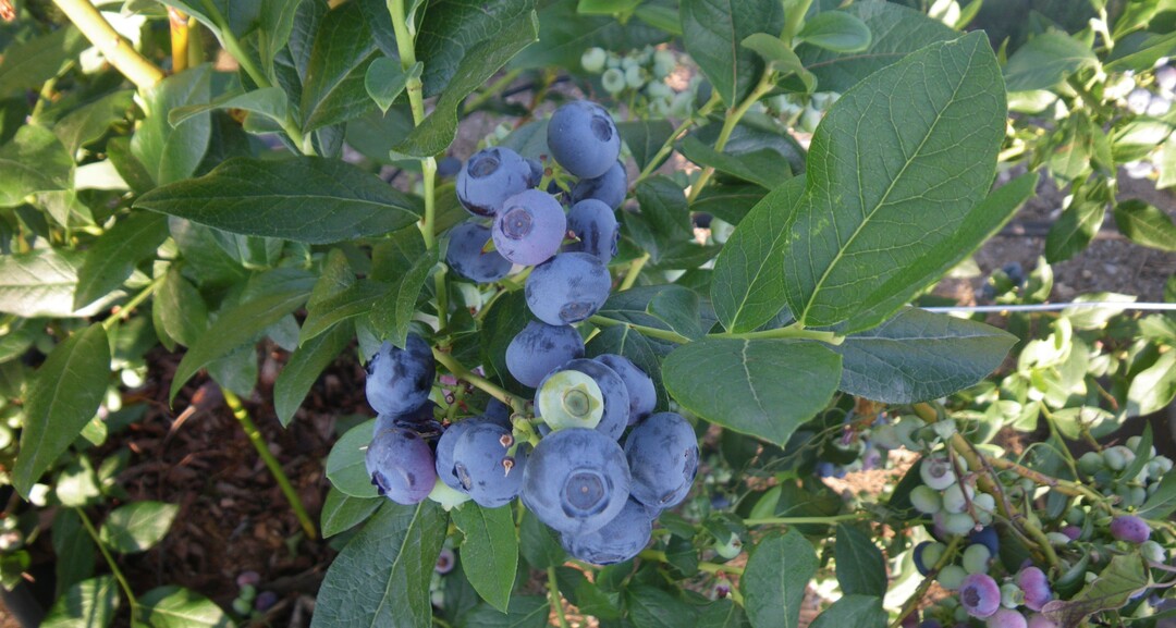 Gesucht werden ungewöhnliche, innovative Betriebskonzepte wie beispielsweise der Anbau von Heidelbeeren