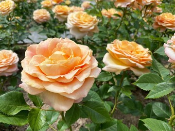 Die Edelrose "Better Times" von W. Kordes Shne.