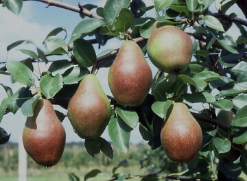 Zu den Schwerpunkten der Konferenz gehren Themen wie Zchtung und Sortenvielfalt im Bio-Obstbau