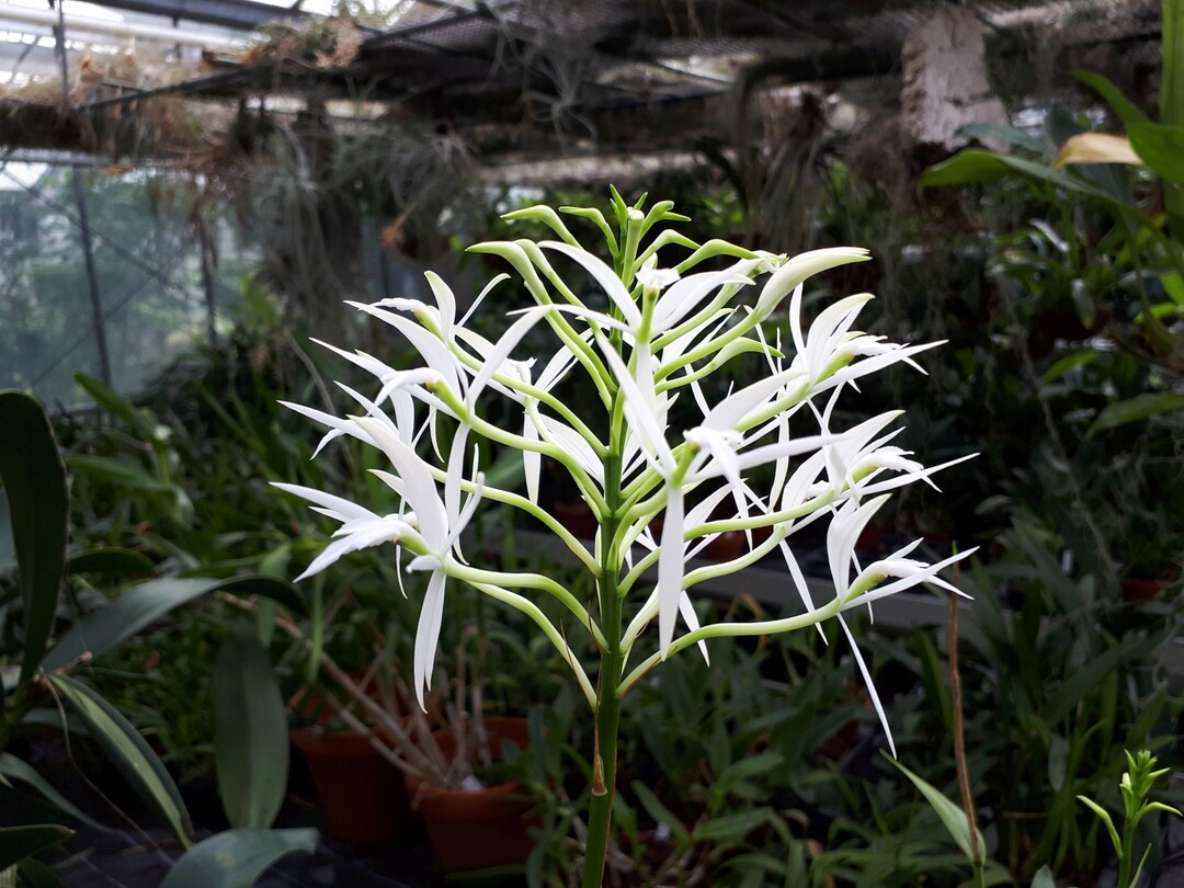 Die neu entdeckte und kürzlich erst beschriebene Orchideen-Art Epidendrum mainauanum