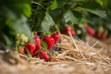  Die Hauptsaison fr Freilanderdbeeren reicht bis in den August hinein. 