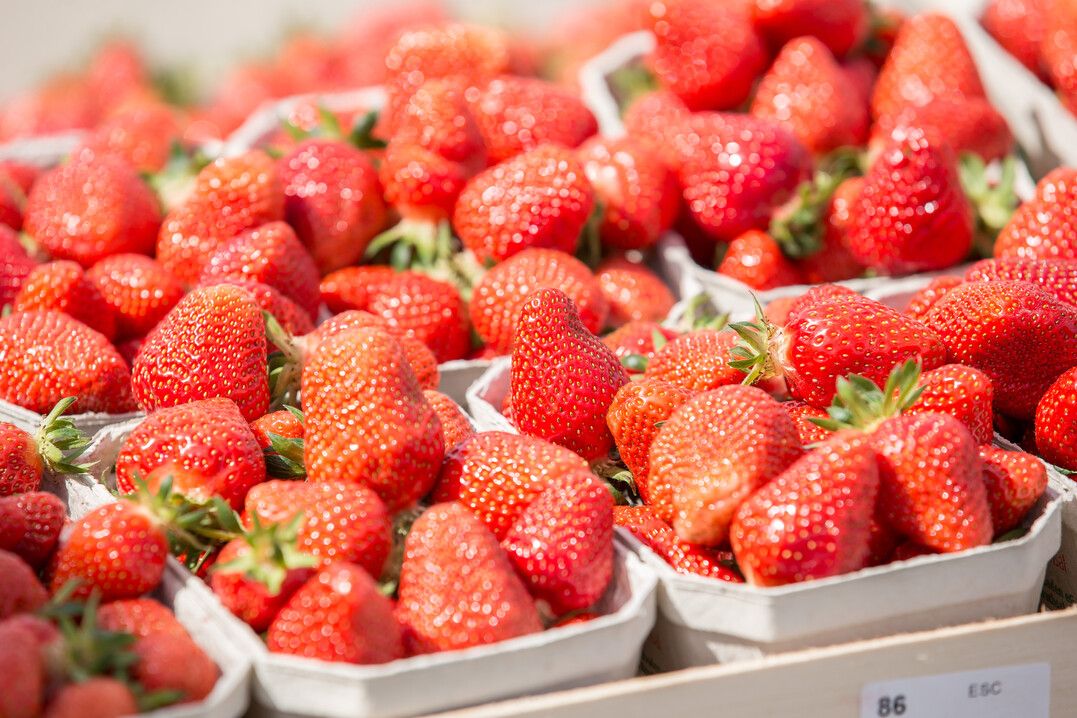 Ab kommendem Wochenende kann man in den wärmeren Regionen Deutschlands bereits die ersten heimischen Erdbeeren genießen.