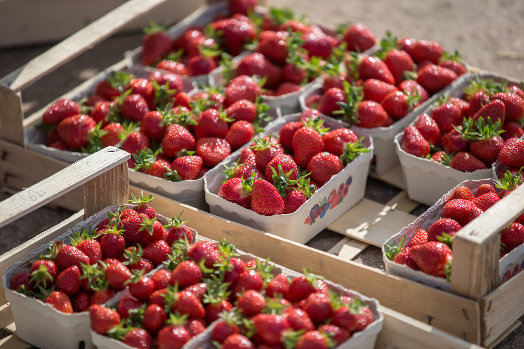 In Baden-Wrttemberg werden jhrlich rund 30.000 Tonnen Erdbeeren erzeugt.