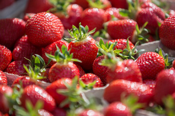 Die Sonne verwhnt die Pflanzen und sorgt fr aromatische Frchte