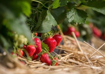 Kulturerdbeeren auf dem Feld