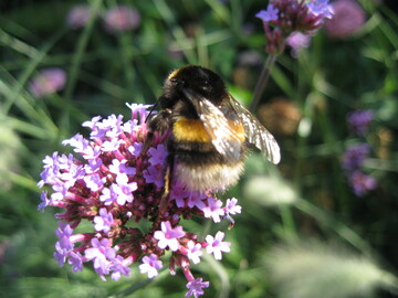Eine Erdhummel beim Bltenbesuch