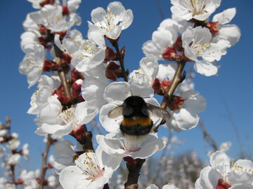  Viele Landwirte setzen sich bereits seit Jahren aktiv fr den Erhalt der biologischen Vielfalt ein 