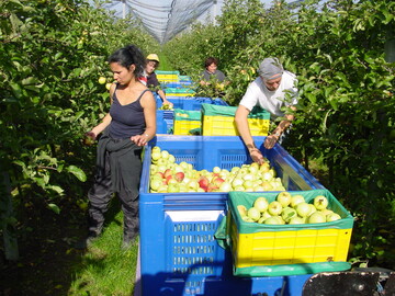 Die Ernte der Apfel-Frhsorten ist am Bodensee bereits im vollen Gange