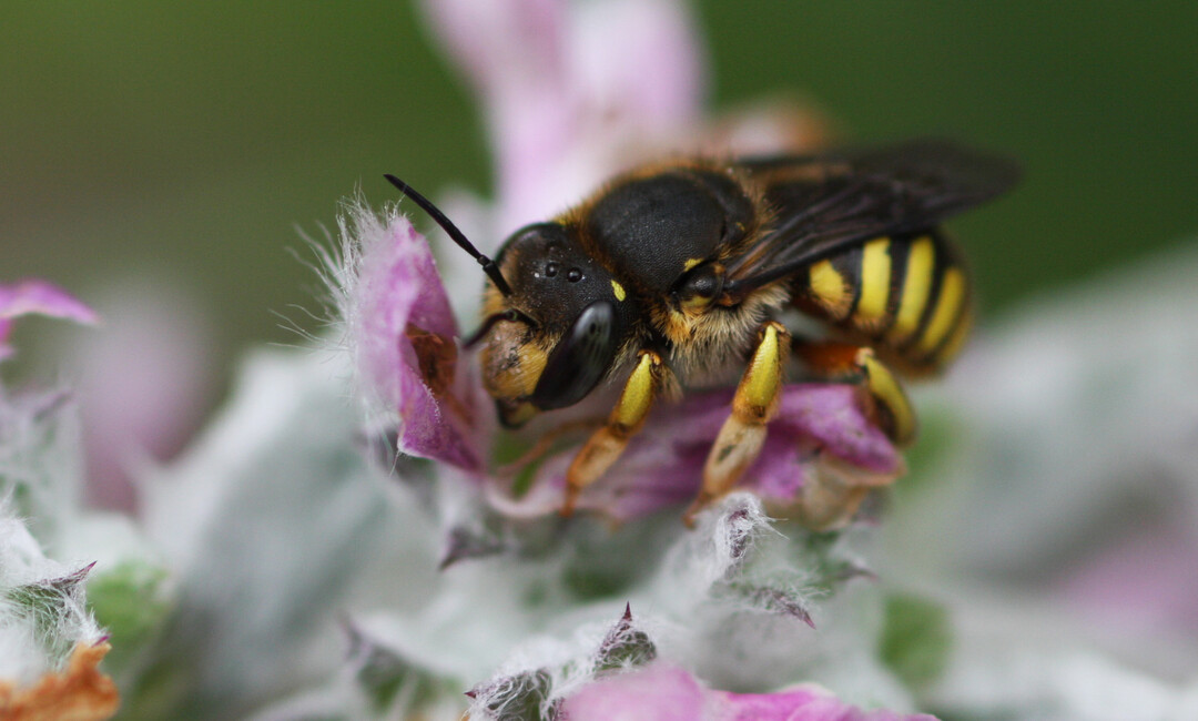 Wildbienen sind keine geflüchteten Honigbienen, sondern deren wildlebende Verwandte