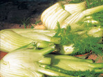 Fenchel - Das nach Anis schmeckende Gemüse ist leicht zu kultivieren.