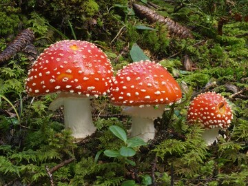 Bis zum 31.12.2021 knnen Naturbeobachter/innen ihre gefundenen und fotografierten Fliegenpilze melden.
