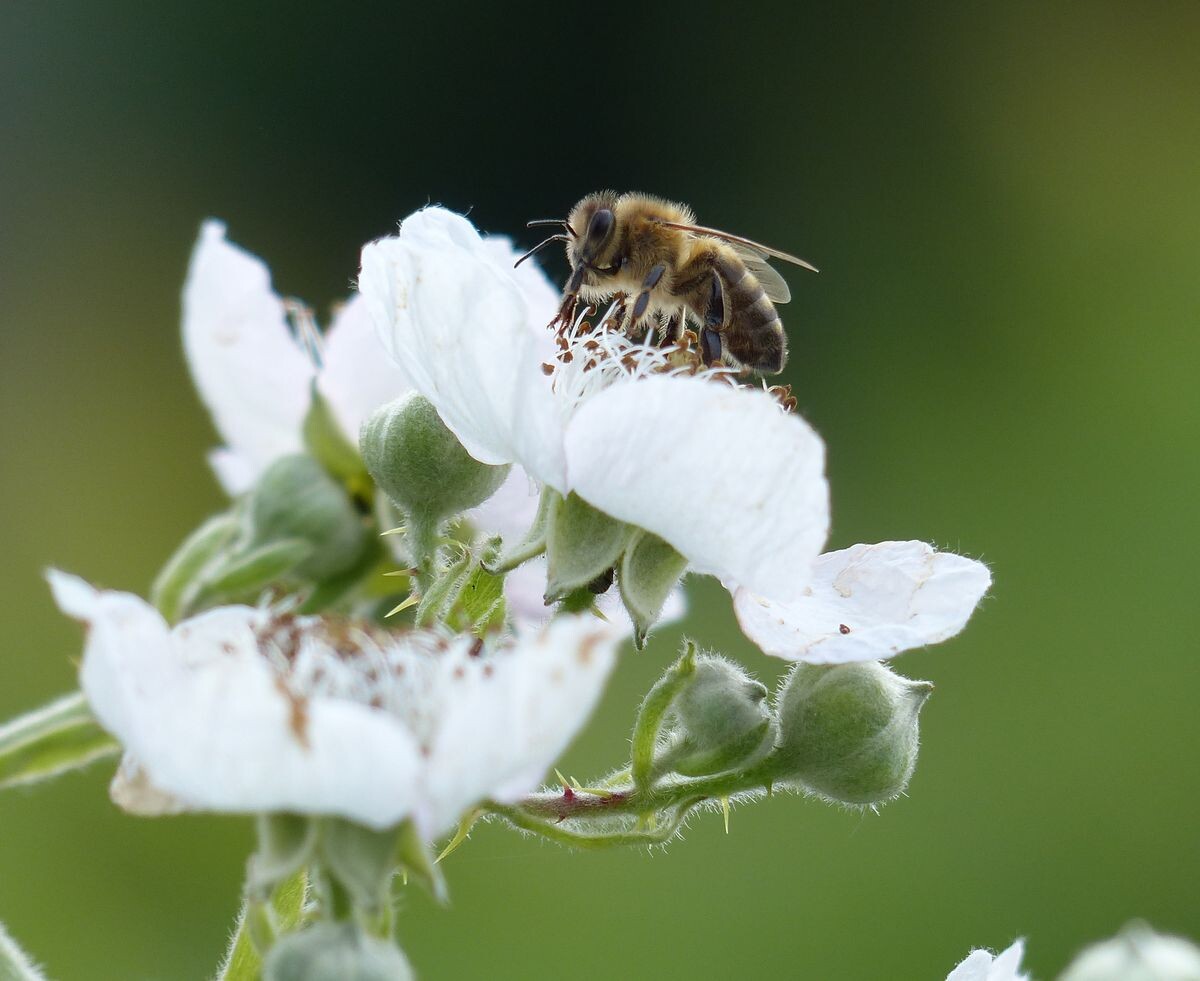Bienen in der Agrarlandschaft Obst & Garten