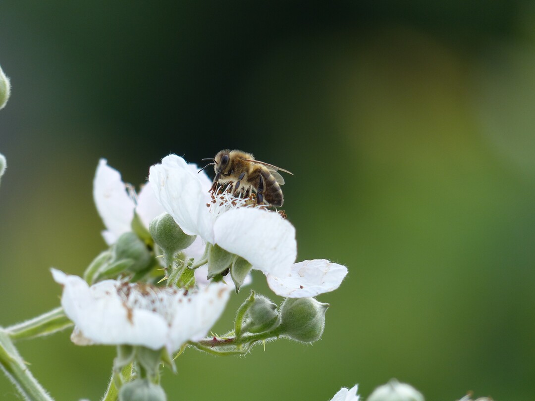 Die Existenz von Bienen und LandwirtInnen soll gleichermaen gesichert werden