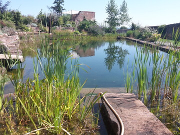 Ein naturnaher Gartenteich schafft neue Lebensrume