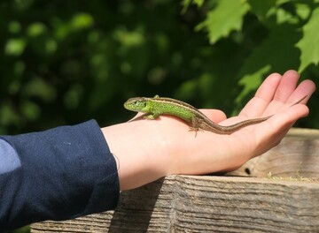 Zauneidechsen gehren zu den geschtzten Tierarten.