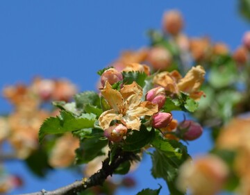 Die frhe Blte in Kombination mit dem starken Frost hat im April 2017 zu massiven Schden an den Obstkulturen gefhrt.