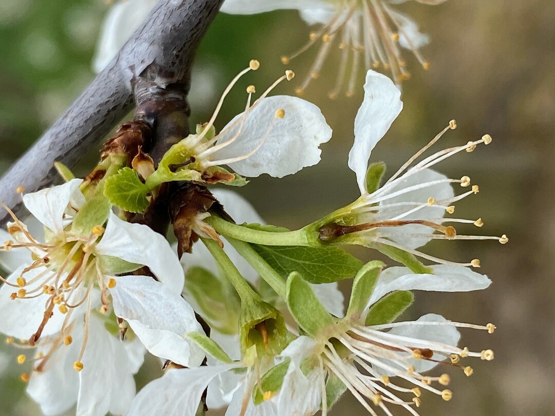Frostschaden an Zwetschgenblüten im Ortenaukreis.