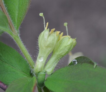 Blte einer Honigbeere (Maibeere)