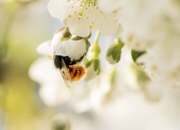  Vor allem die Gehrnte Mauerbiene wird zur Bestubung von Obstanlagen eingesetzt. 