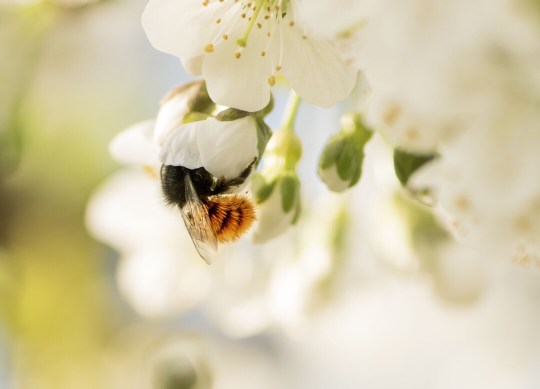 Honigbienen und andere wildlebende Bestäuberinsekten leisten durch die Bestäubung von Kulturpflanzen und anderen Pflanzen einen wichtigen Beitrag für Landwirtschaft und Natur.