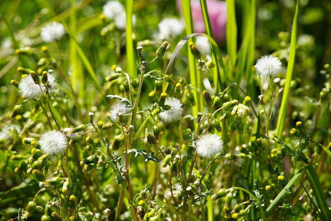 Gemeines Kreuzkraut (Senecio vulgaris)