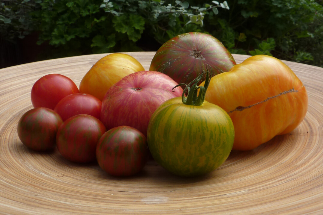 Die Mitmach-Aktion „Vielfalt statt Macht“ soll auch helfen, alte Tomatensorten zu erhalten
