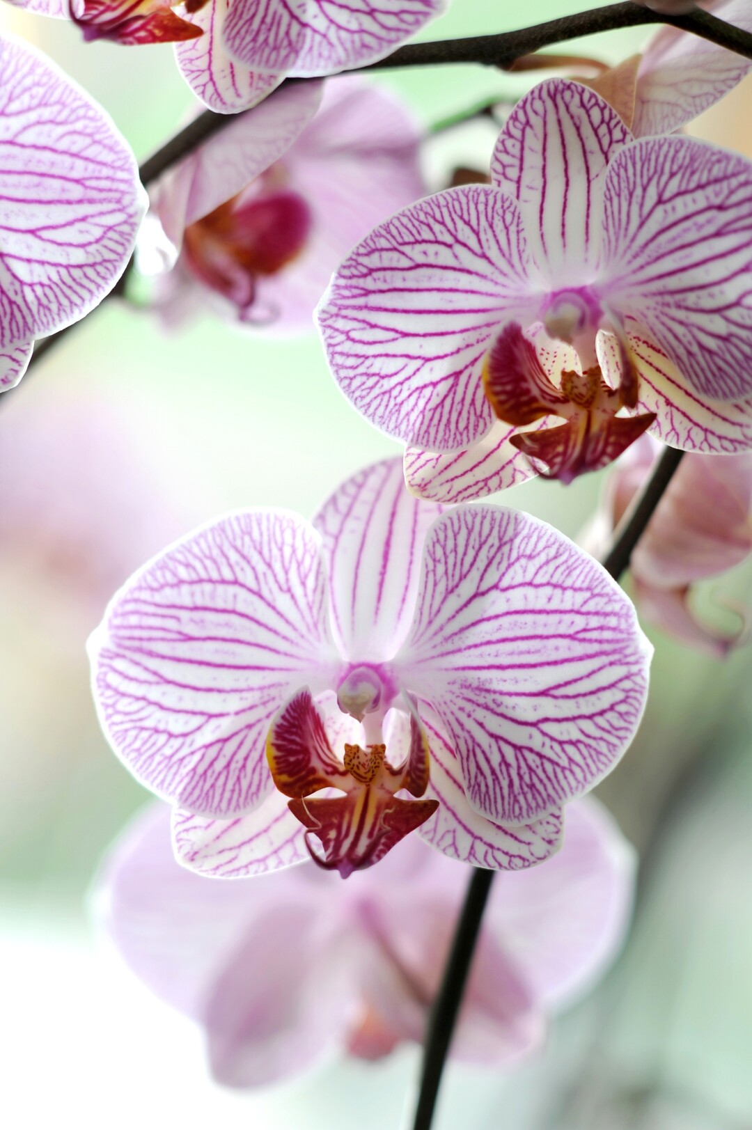 Die Phalaenopsis, auch bekannt als die Schmetterlingsorchidee, ist wohl die bekannteste Orchideenart hierzulande