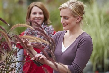Sind die Bltenstnde des Lampenputzergrases tatschlich so zart wie sie ausse-hen? Grten haben eine aktivierende Wirkung und sprechen alle Sinne an.