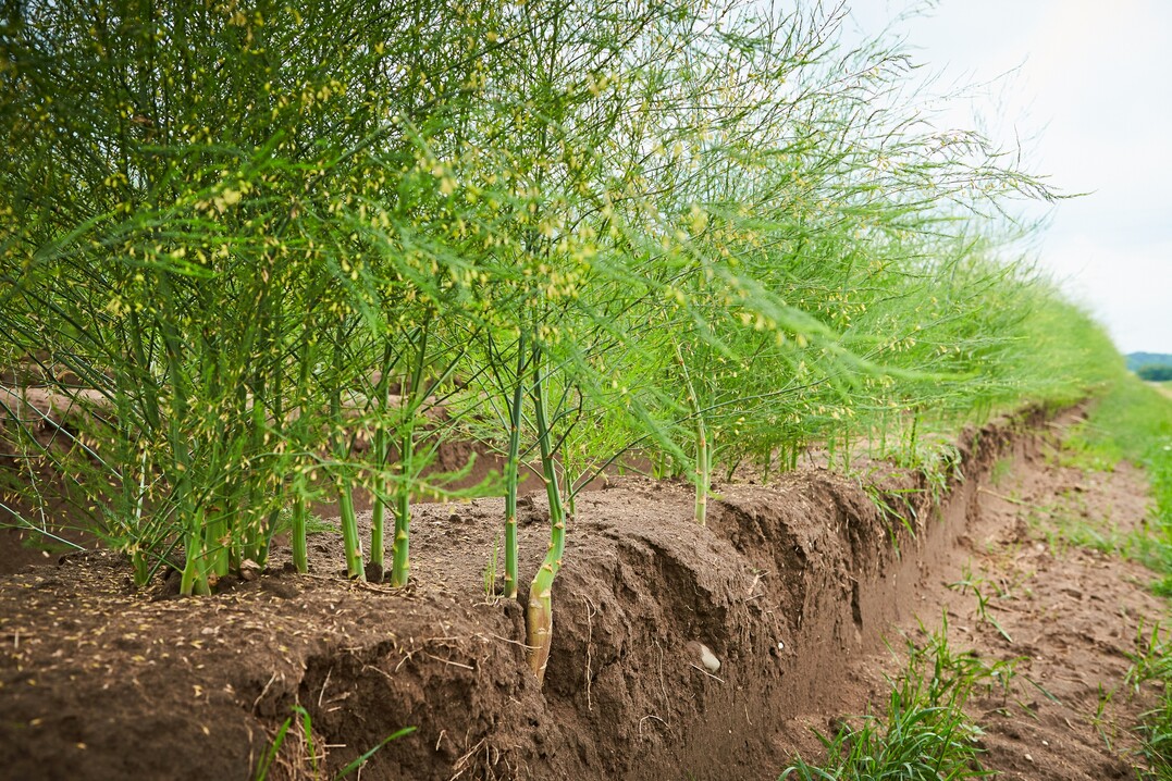 Kontrastprogramm: Nach der intensiven Ernte wird die Folie von den Dämmen eingeholt, und die Spargelpflanzen treiben aus. Ihre Blüten sind dann eine wertvolle Insektenweide.