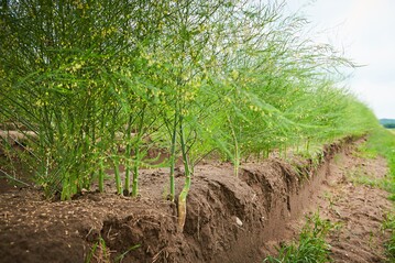 Kontrastprogramm: Nach der intensiven Ernte wird die Folie von den Dmmen eingeholt, und die Spargelpflanzen treiben aus. Ihre Blten sind dann eine wertvolle Insektenweide.