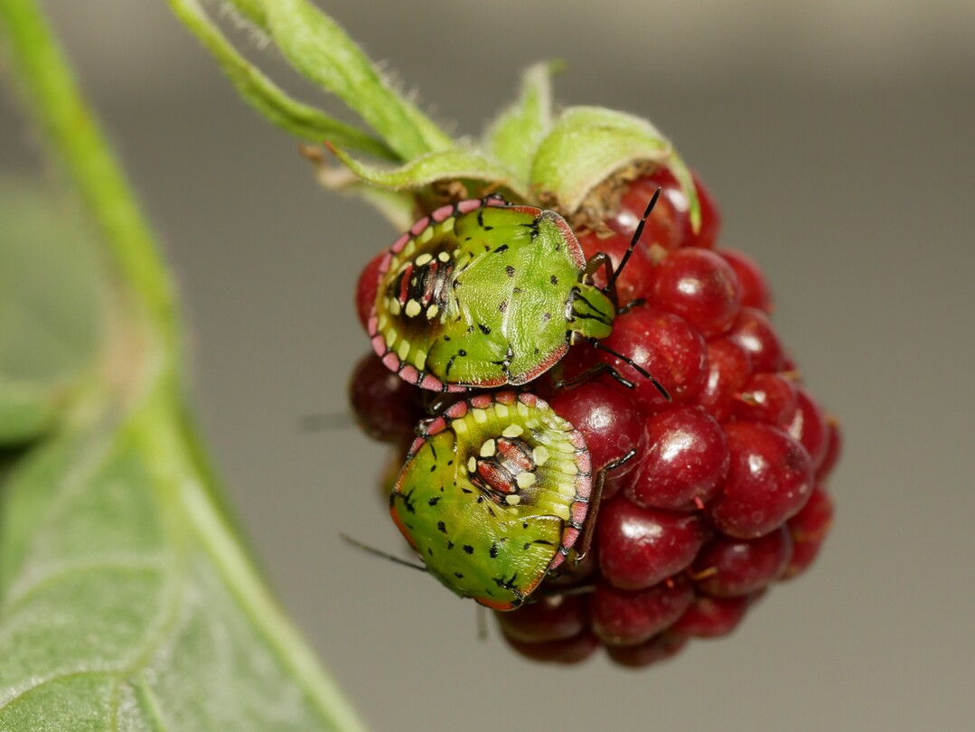 Grne Reiswanzen an Brombeeren