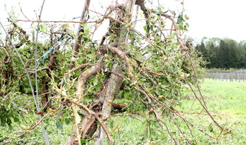 Zertstrte Obstanlage am Bodensee nach dem verheerenden Hagelunwetter am 26.Mai 2009.
