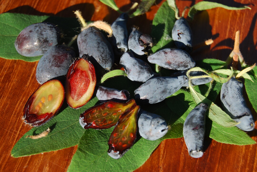 Haskapbeeren