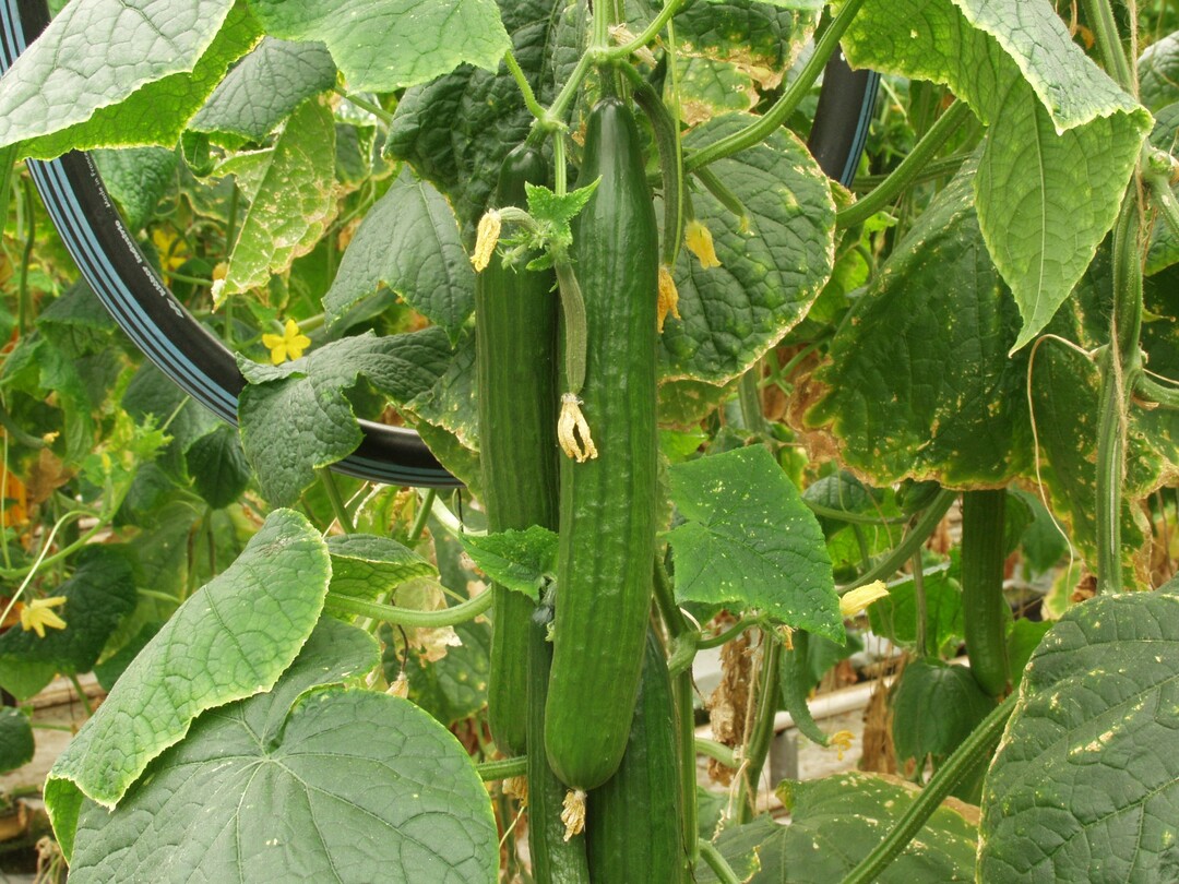 Für frische Gurken aus heimischem Anbau beginnt im März die neue Saison