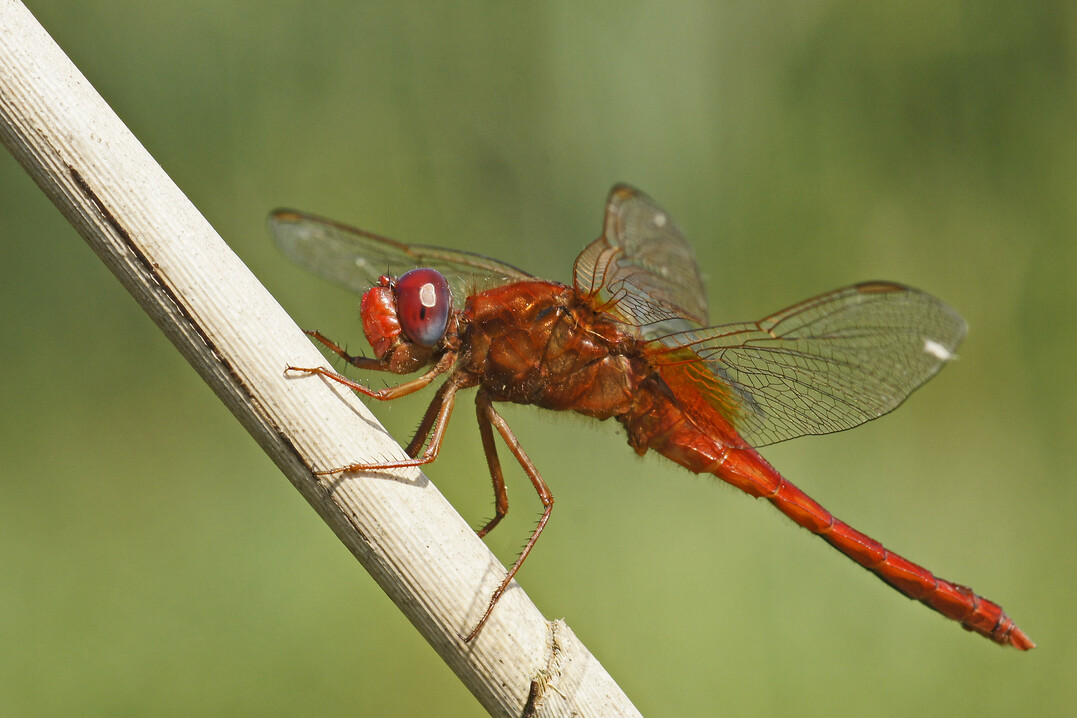 Die Feuerlibelle