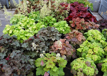 Heuchera fr Beete, Balkon und Gefe ist eine besondere Staude, die gerade in diesem Jahr bei der Aktion "Herbstlich Willkommen" im Vordergrund steht.
