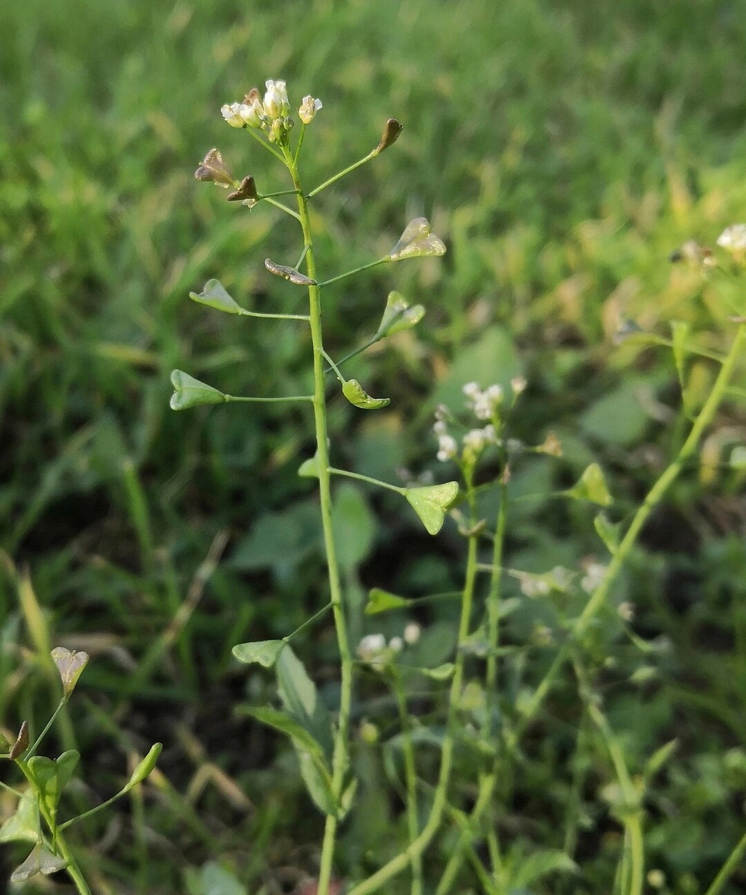 Gewhnliches Hirtentschel (Capsella bursa-pastoris)