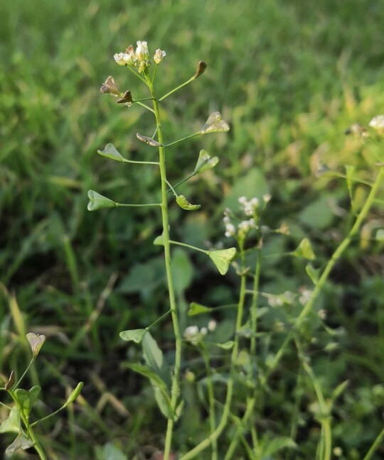 Gewhnliches Hirtentschel (Capsella bursa-pastoris)